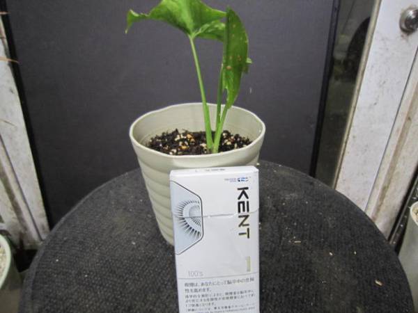 数量限定 激レア種 シンゴニウムパンダ 抜き苗 魅力的な Traverserdl Com