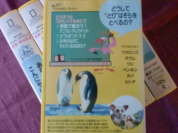 7711//即決ビデオ6巻set/ナショナルジオグラフィック/ジオキッズ