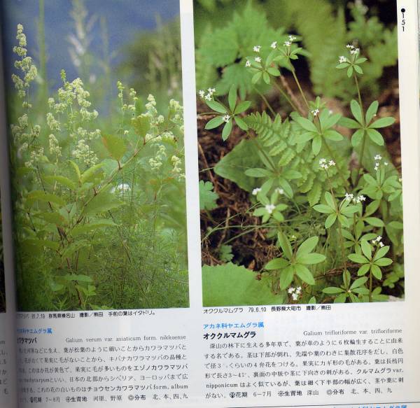 山渓カラー図鑑 日本の野草 山と渓谷社 野草図鑑 野草 植物 売買されたオークション情報 Yahooの商品情報をアーカイブ公開 オークファン Aucfan Com