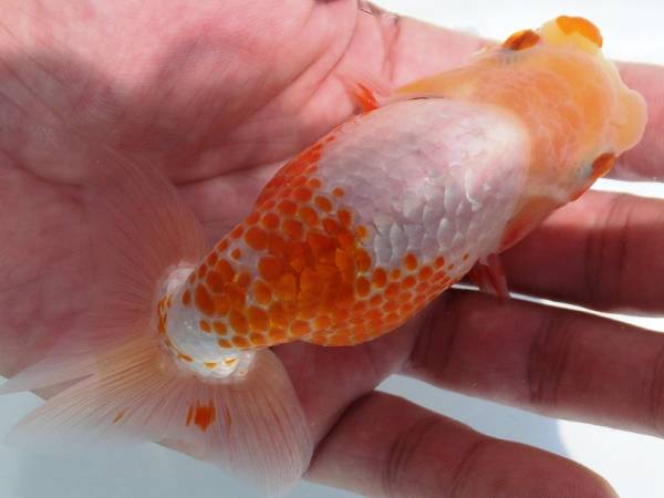 8 らんちゅう 蘭鋳 10cmほど Komunalac Gospic Hr 8 らんちゅう 蘭鋳 10cmほど Komunalac Gospic Hr