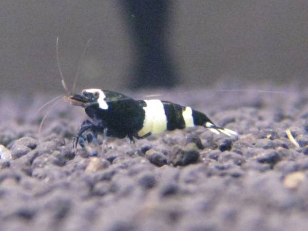 『湘南之海老』純血シャドーパンダ若個体３匹(モスラ血統)_2