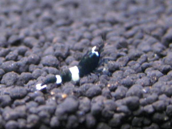 『湘南之海老』純血シャドーパンダ若個体３匹(モスラ血統)_3