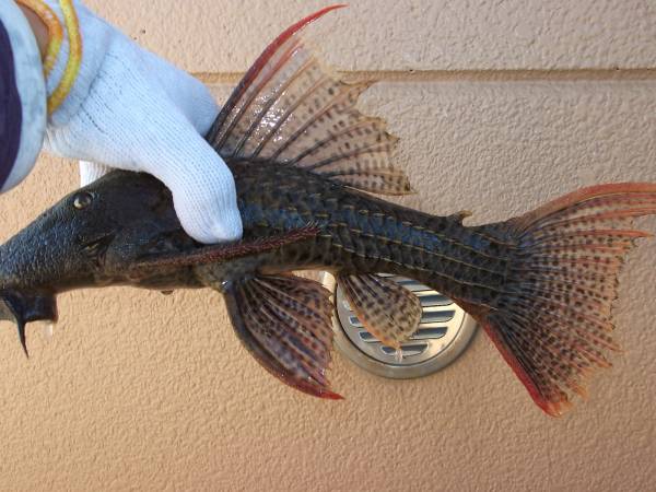 スカーレットトリム キングスカーレット ツクルイ産 38ｃｍ プレコ 売買されたオークション情報 Yahooの商品情報をアーカイブ公開 オークファン Aucfan Com