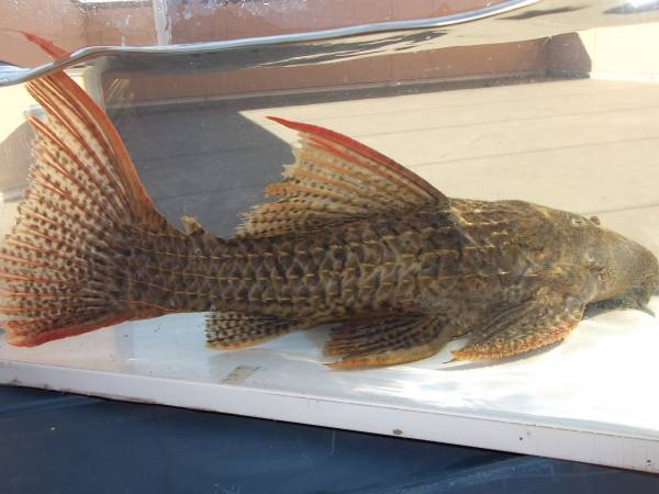 スカーレットトリム キングスカーレット ツクルイ産 38ｃｍ プレコ 売買されたオークション情報 Yahooの商品情報をアーカイブ公開 オークファン Aucfan Com