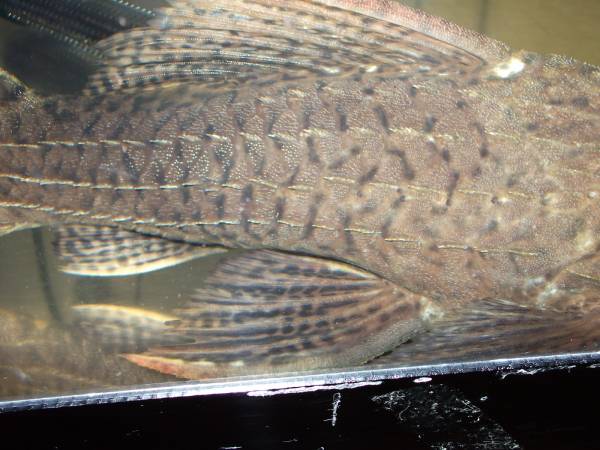 スカーレットトリム キングスカーレット ツクルイ産 38ｃｍ プレコ 売買されたオークション情報 Yahooの商品情報をアーカイブ公開 オークファン Aucfan Com