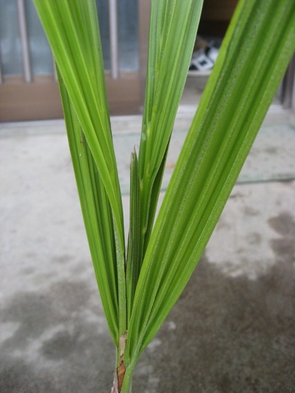 チリサケヤシ 苗① jubaea chilensis(ヤシ)｜売買されたオークション