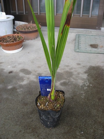 チリサケヤシ 苗① jubaea chilensis(ヤシ)｜売買されたオークション