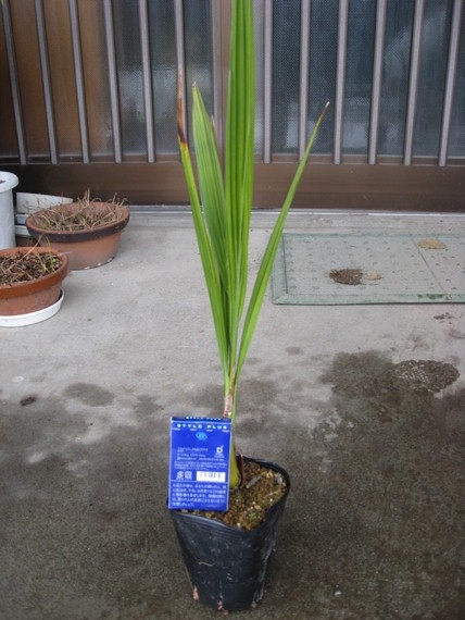 チリサケヤシ 苗① jubaea chilensis(ヤシ)｜売買されたオークション