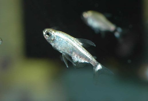 プラチナ テトラオーロ テトラ 売買されたオークション情報 Yahooの商品情報をアーカイブ公開 オークファン Aucfan Com