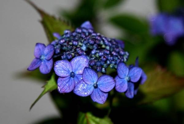 A02 七変化 ヤマアジサイ 来季苗 山紫陽花 あじさい アジサイ 売買されたオークション情報 Yahooの商品情報をアーカイブ公開 オークファン Aucfan Com