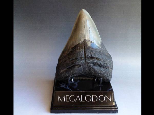 巨大 約12 5cm 巨大なサメの歯の化石 メガロドンの化石 化石 売買されたオークション情報 Yahooの商品情報をアーカイブ公開 オークファン Aucfan Com