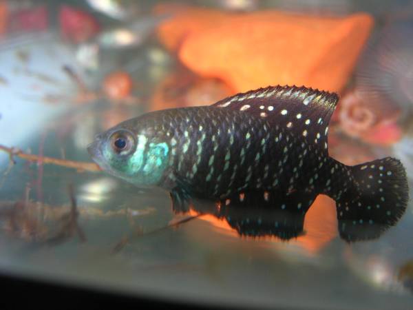 アウストロレビアス ニグリピニス稚魚４０匹 卵目 卵生めだか グッピー 売買されたオークション情報 Yahooの商品情報をアーカイブ公開 オークファン Aucfan Com