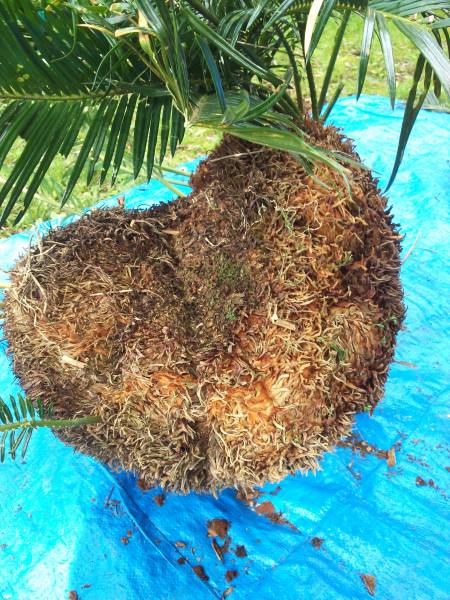 挑戦]＼_(´∀｀)☆綴化 石化 帯化 ソテツの掻き子☆ 蘇鉄 B(サボテン  