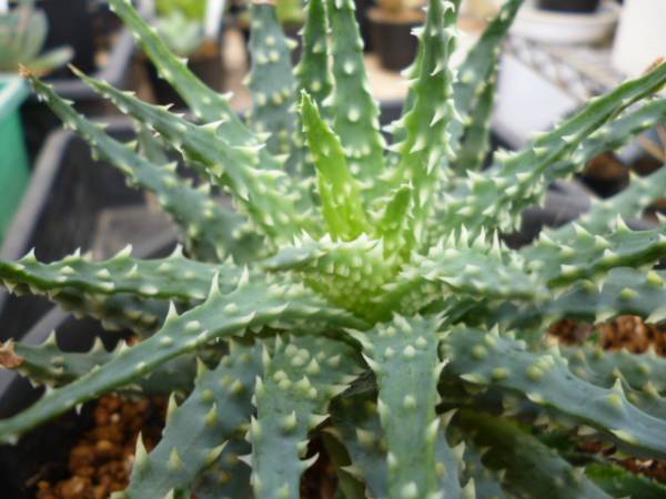 アロエ 怒帝王錦 改良特別選抜 ロブスタ☆多肉植物 サボテン(アロエ