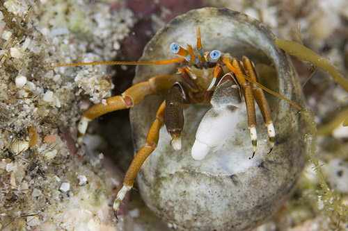 海に住む ヤドカリ ２０個 海水魚 売買されたオークション情報 Yahooの商品情報をアーカイブ公開 オークファン Aucfan Com