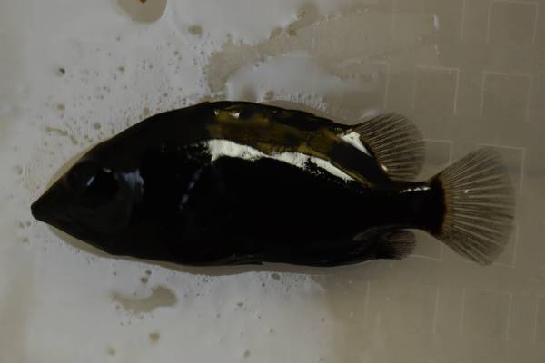 激レア ブラックタイガー えび はありません ダトニオ アロワナ 売買されたオークション情報 Yahooの商品情報をアーカイブ公開 オークファン Aucfan Com