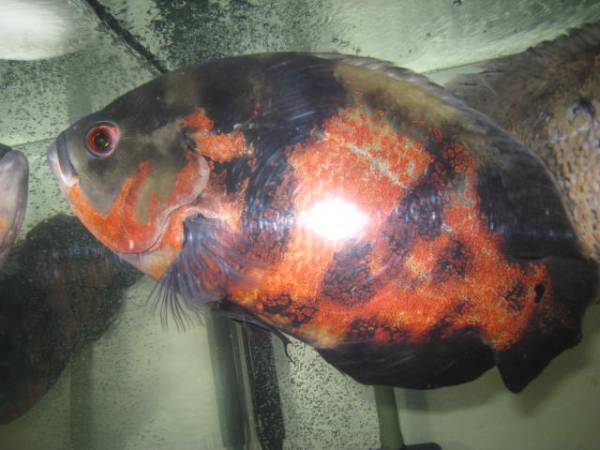 ☆アストロ オスカー 3匹セット！大型魚 巨大魚 混泳☆(アロワナ 