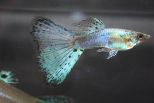 国産グッピー プラチナアクアマリンブルーグラス2ｐr グッピー 売買されたオークション情報 Yahooの商品情報をアーカイブ公開 オークファン Aucfan Com