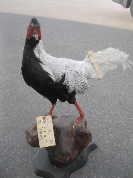 剥製】 鳥 ハツカン オブジェ 置物 中国産(科学、自然)｜売買された 