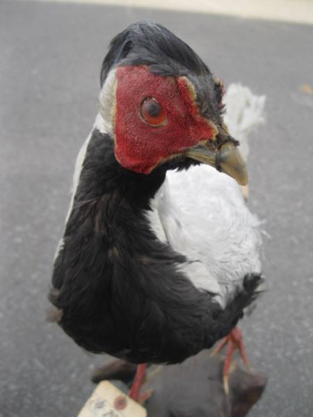 剥製】 鳥 ハツカン オブジェ 置物 中国産(科学、自然)｜売買された 