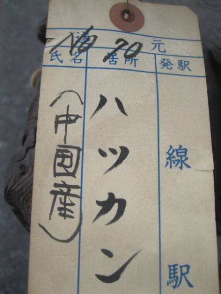 剥製】 鳥 ハツカン オブジェ 置物 中国産(科学、自然)｜売買された 
