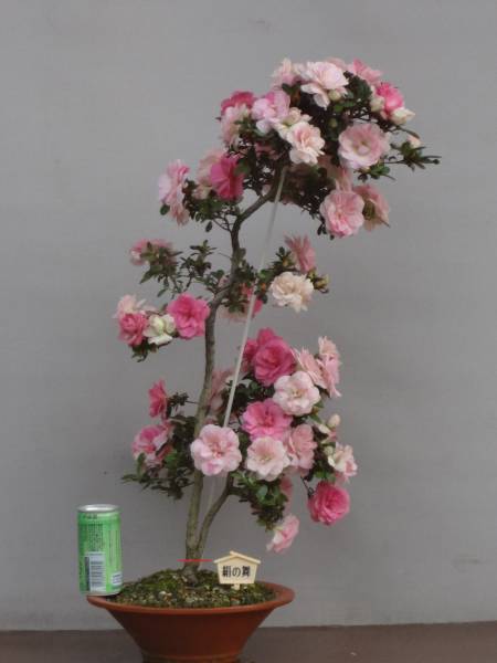 趣味のさつき】 一番の人気品種 「絹の舞」② 花季皐月盆栽(皐月