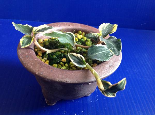 紅シュスラン・白黄掃込斑・3本立ち・山野草・蘭・セッコク_2