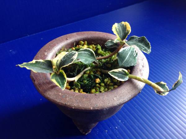 紅シュスラン・白黄掃込斑・3本立ち・山野草・蘭・セッコク_3