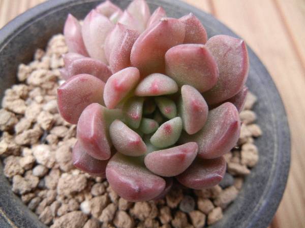 エケベリア ピンクルルビー 双頭苗 多肉植物 サボテン 売買されたオークション情報 Yahooの商品情報をアーカイブ公開 オークファン Aucfan Com