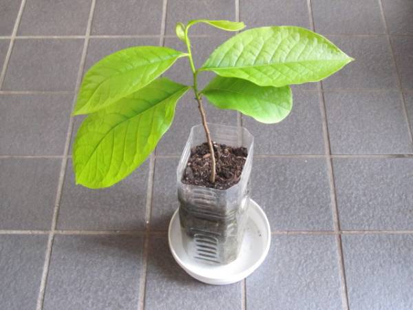 ポポー 実生苗木 Pawpaw ポーポー アケビガキ 2 果物 売買されたオークション情報 Yahooの商品情報をアーカイブ公開 オークファン Aucfan Com