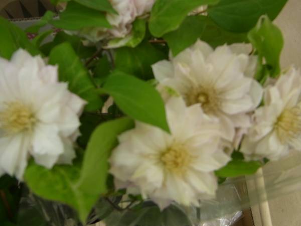 クレマチス 春姫 パテンス八重系 ピンク系 苗 売買されたオークション情報 Yahooの商品情報をアーカイブ公開 オークファン Aucfan Com クレマチス 春姫 パテンス八重系 ピンク系 苗 売買されたオークション情報 Yahooの商品情報をアーカイブ公開 オークファン Aucfan Com