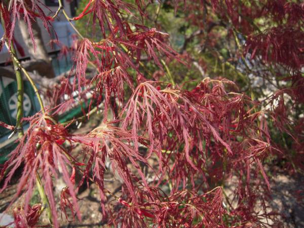 紅枝垂れ紅葉ベニシダレモミジ 実生の2年目 春に紅色の葉色 その他 売買されたオークション情報 Yahooの商品情報をアーカイブ公開 オークファン Aucfan Com 紅枝垂れ紅葉ベニシダレモミジ 実生の2年目 春に紅色の葉色 その他 売買されたオークション情報 Yahooの商品情報をアーカイブ公開 オークファン Aucfan Com