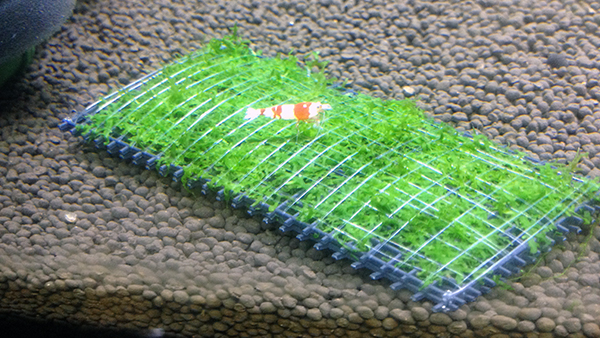 モスマット巻きたて モスｓｐタイ産 ウィローモス 売買されたオークション情報 Yahooの商品情報をアーカイブ公開 オークファン Aucfan Com