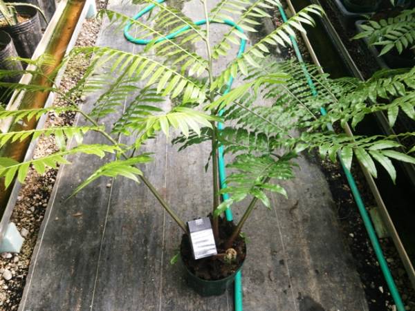 販売できる最大級の大きさリュウビンタイ株No1 写真が現品(観葉植物