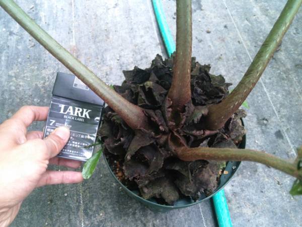 販売できる最大級の大きさリュウビンタイ株No1 写真が現品(観葉植物