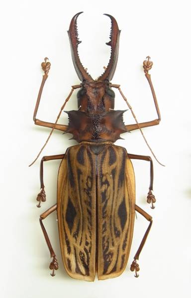 南米のカミキリムシ：オオキバウスバカミキリ ♂147mm(修理品)(虫類  