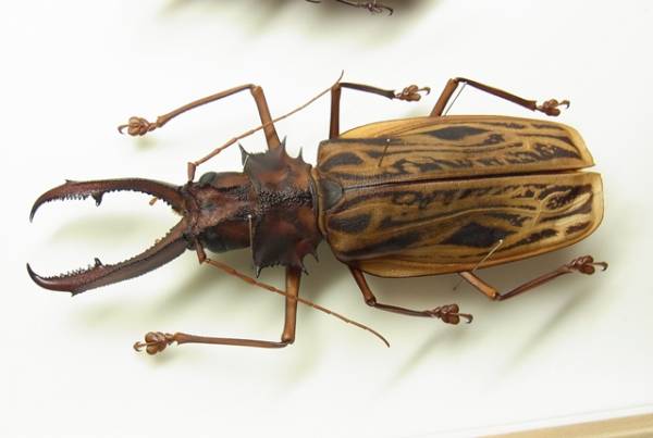 南米のカミキリムシ：オオキバウスバカミキリ ♂147mm(修理品)(虫類  