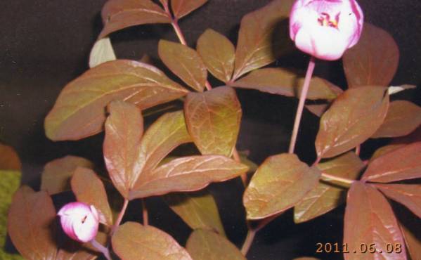 山野草 珍品 カラス葉紅花ヤマシャクヤクの種子６粒 鉢植え 売買されたオークション情報 Yahooの商品情報をアーカイブ公開 オークファン Aucfan Com