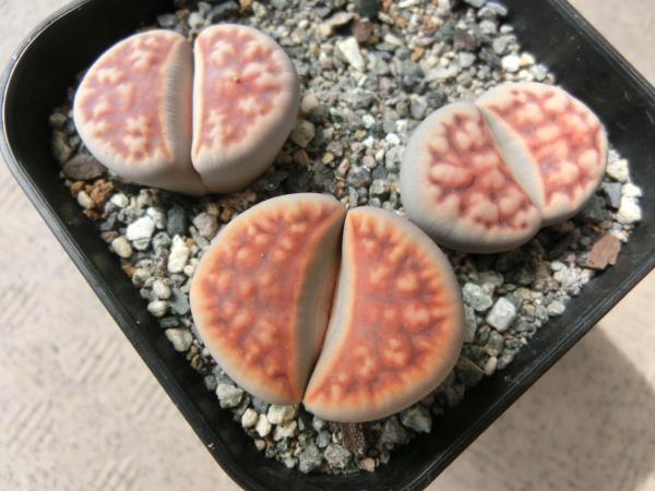 リトープス 花紋玉 セットa サボテン 売買されたオークション情報 Yahooの商品情報をアーカイブ公開 オークファン Aucfan Com