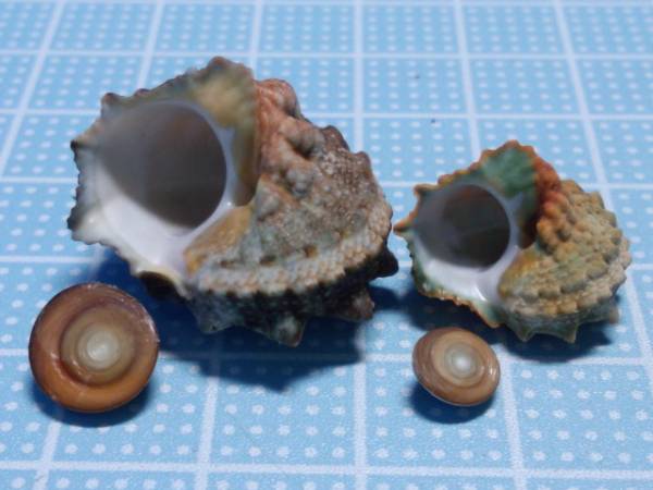 石垣島☆貝☆貝殻☆標本☆カンギクガイ×2個(科学、自然)｜売買された