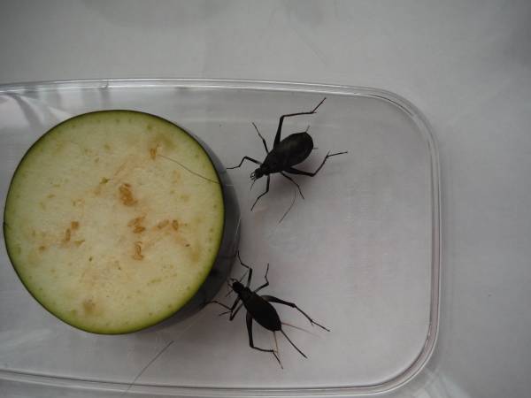 すずむし 鈴虫 スズムシ 鳴いています ２０匹 虫類 売買されたオークション情報 Yahooの商品情報をアーカイブ公開 オークファン Aucfan Com