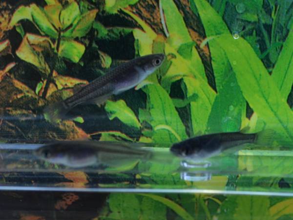 期間限定 小川ブラック めだか 未選別稚魚 ３０匹 １円 めだか 売買されたオークション情報 Yahooの商品情報をアーカイブ公開 オークファン Aucfan Com