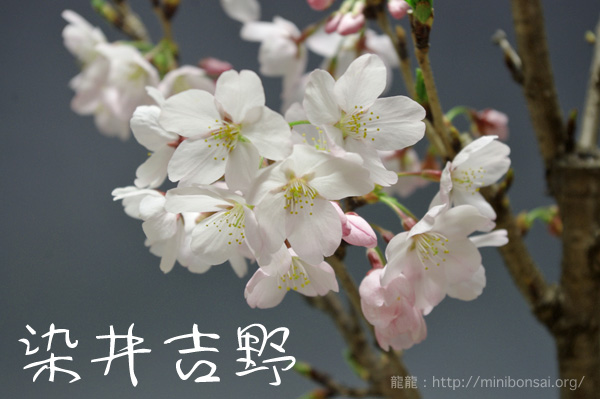 染井吉野 吉野桜 盆栽 鉢植え 大 その他 売買されたオークション情報 Yahooの商品情報をアーカイブ公開 オークファン Aucfan Com