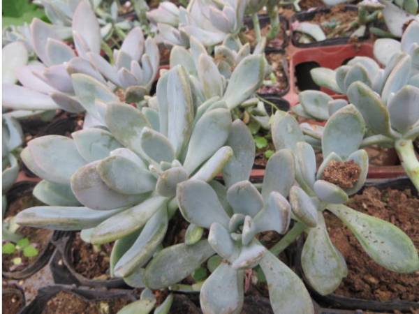 新顏野菜 グラパラリーフ根付 食べられる 多肉植物3苗 その他 売買されたオークション情報 Yahooの商品情報をアーカイブ公開 オークファン Aucfan Com