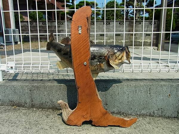 ブラックバス 剥製 はく製 ハクセイ 流木 壁掛けタイプ 50cm