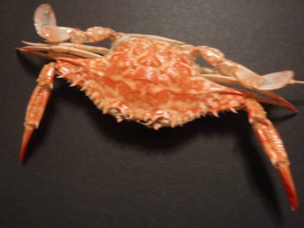 タイワンガザミ子供 貝標本 貝殻 魚類 カニ図鑑 海洋生物 科学 自然 売買されたオークション情報 Yahooの商品情報をアーカイブ公開 オークファン Aucfan Com