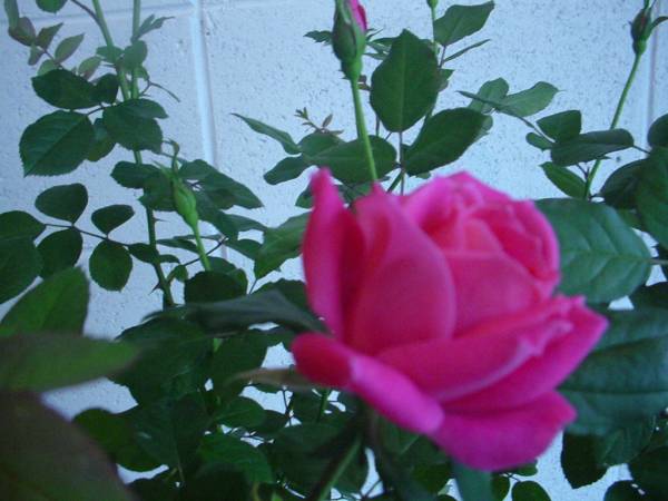 バラ ピンクダブルノックアウト 四季咲き中輪系 良く咲く バラ 売買されたオークション情報 Yahooの商品情報をアーカイブ公開 オークファン Aucfan Com