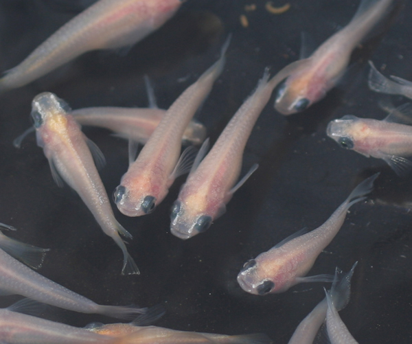 最終出品 パンダメダカの成魚 スケルトンピンク 15匹 A めだか 売買されたオークション情報 Yahooの商品情報をアーカイブ公開 オークファン Aucfan Com 最終出品 パンダメダカの成魚 スケルトンピンク 15匹 A めだか 売買されたオークション情報 Yahooの商品情報をアーカイブ公開 オークファン Aucfan Com