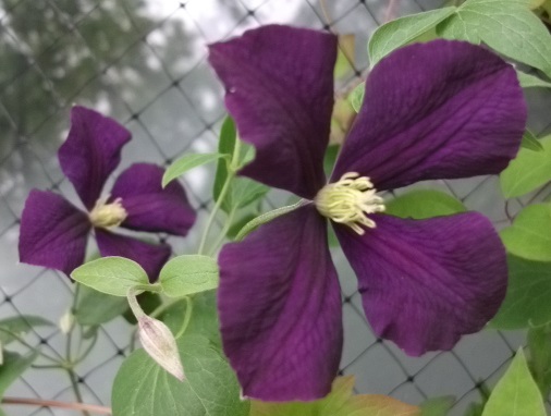 初出品 クレマチス エトワール バイオレット その他 売買されたオークション情報 Yahooの商品情報をアーカイブ公開 オークファン Aucfan Com