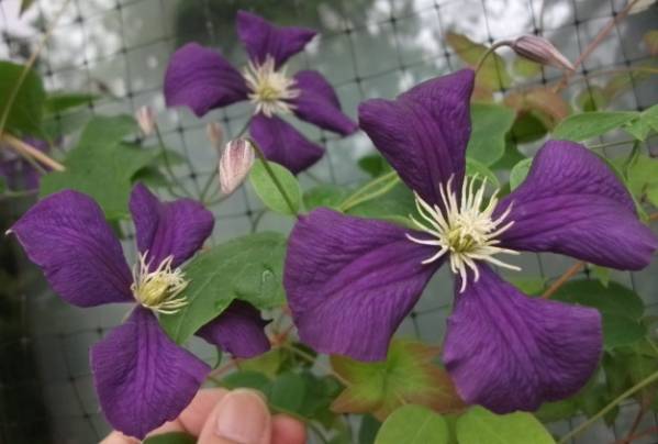 初出品 クレマチス エトワール バイオレット その他 売買されたオークション情報 Yahooの商品情報をアーカイブ公開 オークファン Aucfan Com